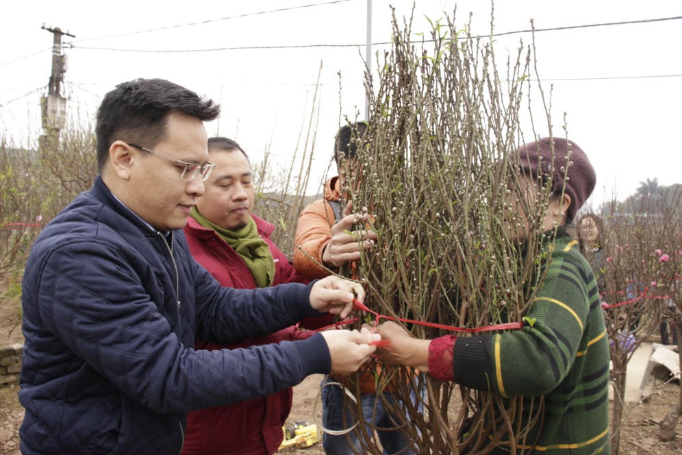 Đào được mùa, người dân Nhật Tân phấn khởi 